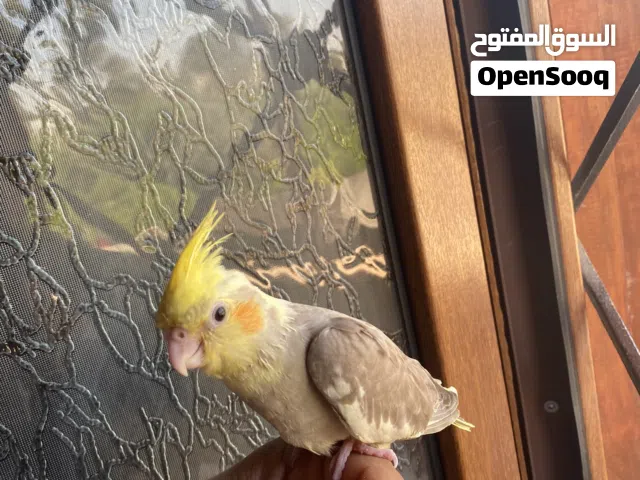 طرف كوكتيل مروض ربي يبارك