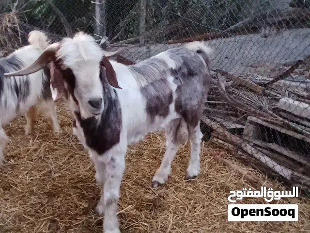 سلام عليكم. اليريد يذخر حلال. ما عليه كلام