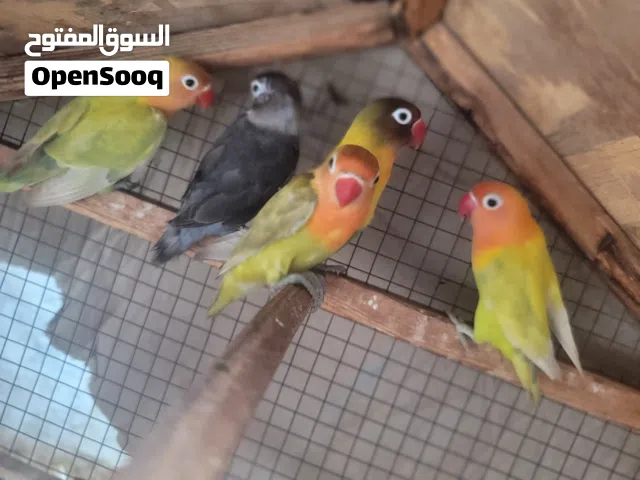 أزواج كروان فيشر اباء منتجات