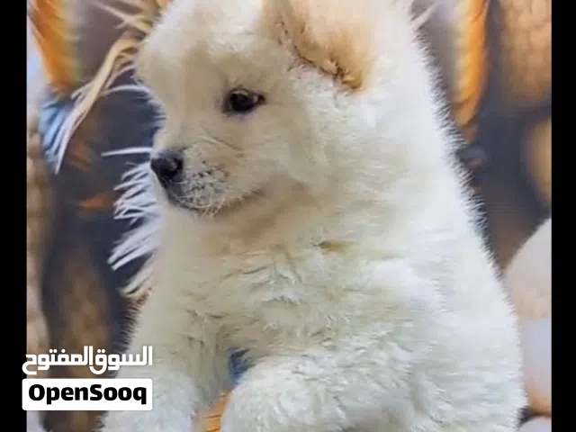 ذكر تشاوتشاو مميز ...مع جميع المطاعيم ومايكروشيب وجواز السفر...