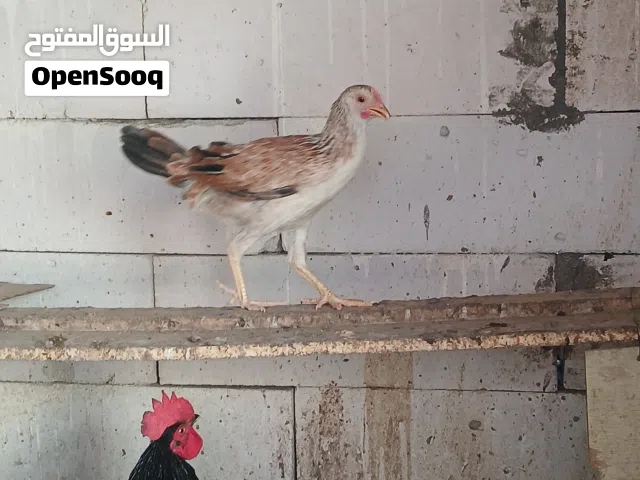 دجاج كويتي