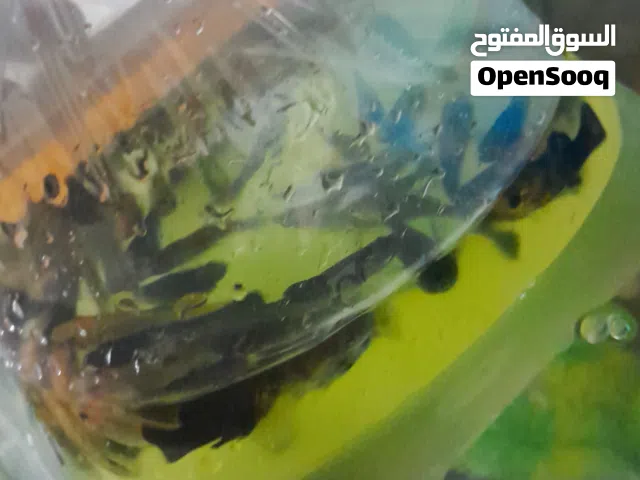 سمك مولي  احجام الوان حلوه  سمك كولد فش 4  كارب2 واحد زبال