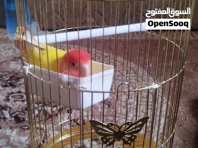 عصفور روز انثى للبيع