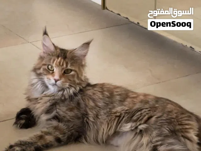 Maine Coon Polydactyl