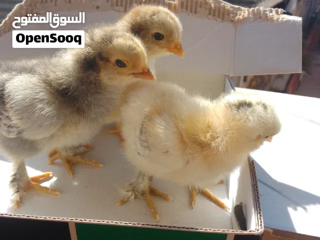 دجاج البراهما العملاق