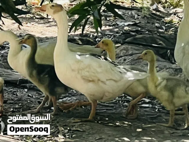 وز انثي مع اولادها اربعه سعر   سعر نهايه 40   مايتوفر خدمه توصيل
