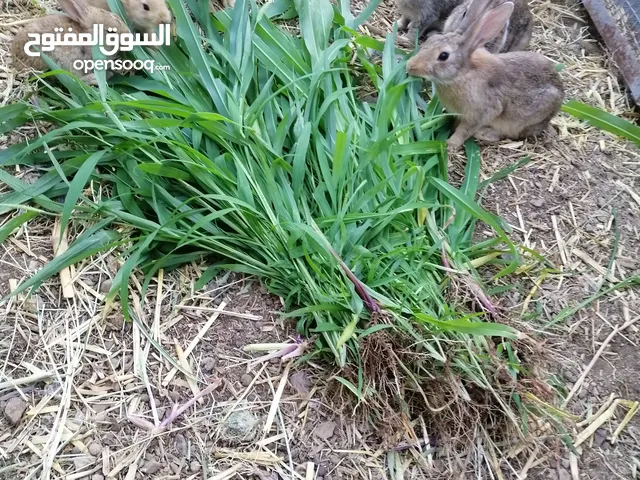 أرانب عمانيه
