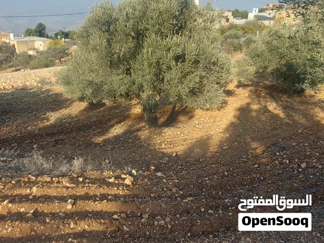 قطعة أرض جميلة جدا مرتفعة قليلا، مزروعة شجر زيتون وذات إطلالة هائلة غير مُعترضة