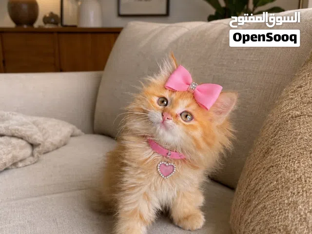 كتن شانشيلا