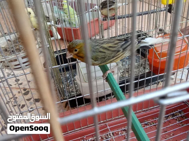 طيور كناري للبيع تحته فروخ