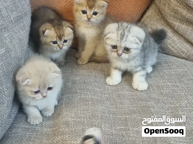 سكوتش فولد الوان مميزه أبوظبي ودبي