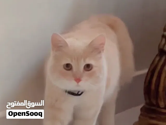 Persian Cat - Urgent Sale ( Travelling to India )