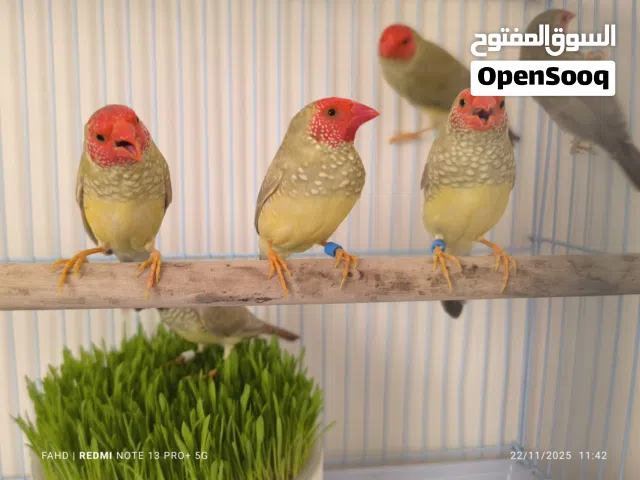 ستار فنش star finch