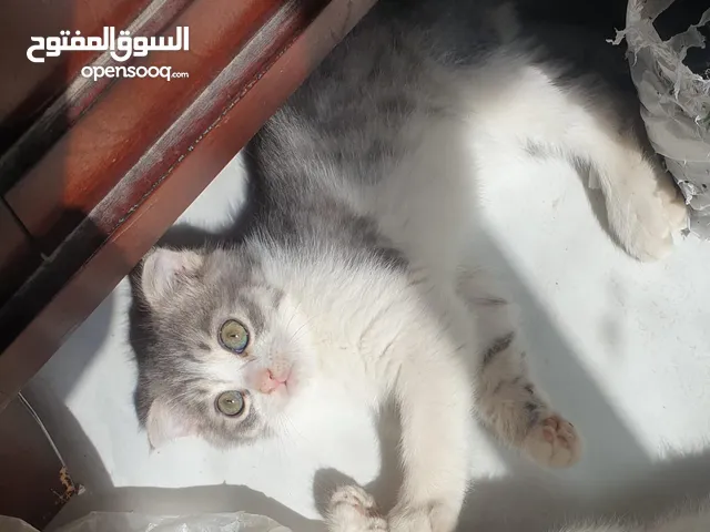 للبيع كتن ذكر سكوتش فولد