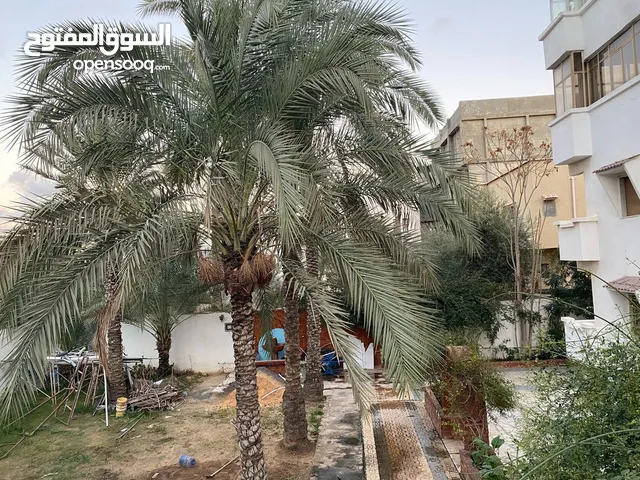 لدينا عمارة أربعة طوابق مساحتها فوق الف شبه ع طريق بجنانات جراجات خدمي فقط سطاش الغرف اثني عشر حمام