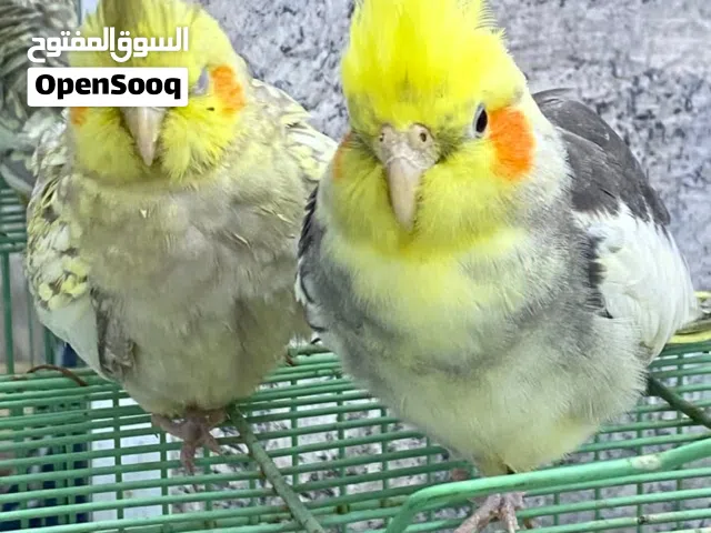 زوج كوكتيل اليف تبزير عراقي