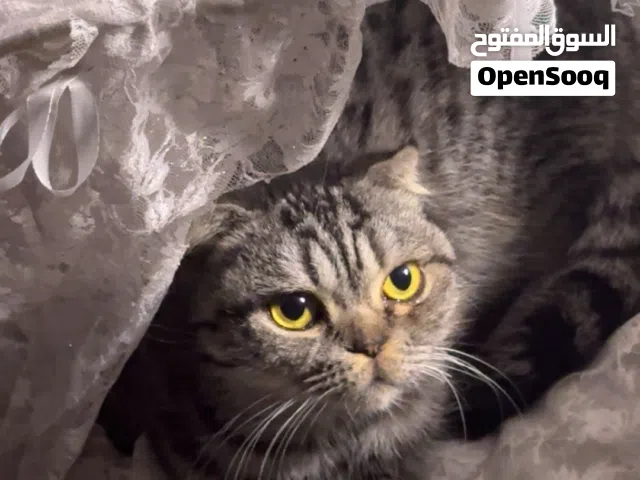 قط سكوتش شورت هير