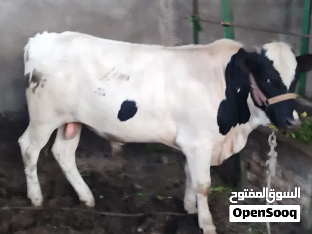 عجول اثنين للبيع