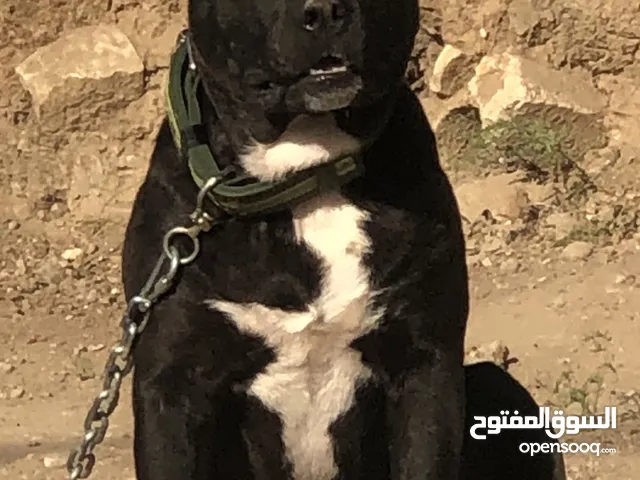 كلب بتبل ذكر عمره سنه وعشر ايام.. سلالة نقية بيور 100٪ شرس على الحيوانات وقابل للتشريس للحراسة.