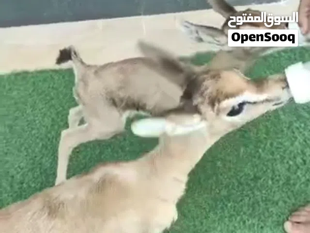 غزلان عدد 2 ذكر وانثئ بصحه ممتازه السعر 1200درهم