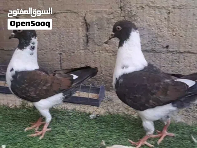 جوز حمام سيكي العمر فوق 4 شهور