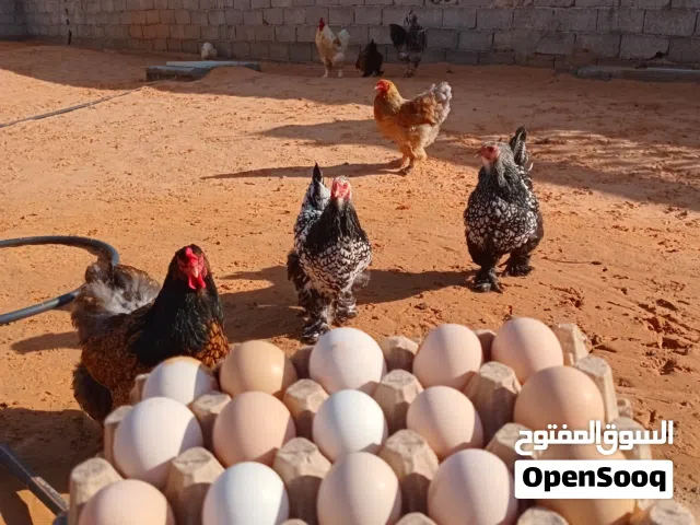 نص طبق مشكل براهما درجه اولى
