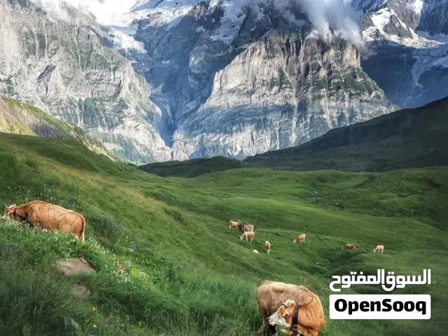 زززبائننا الكرام نقدم لكم عرض ممتاز أرض بمساحة 2هكتار علي الرئيسي الكريمة شارع دبي شارع الجامع