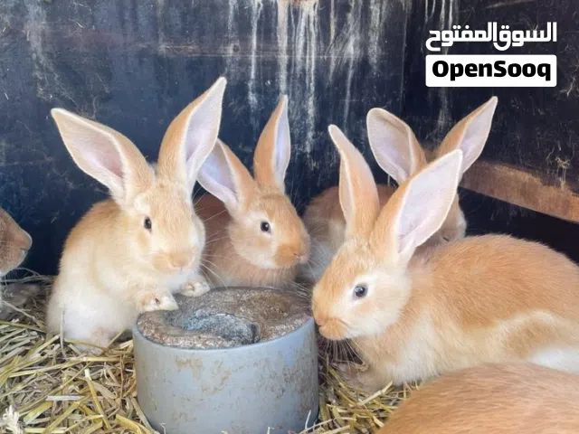 ارنب عماني العمر 4شهور وسعر 3
