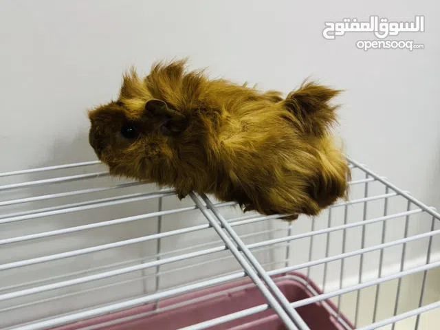 Guinea pet with new cage