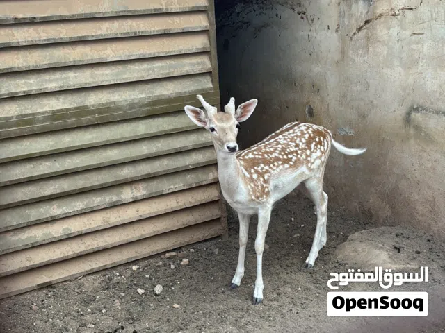 غزال للبيع