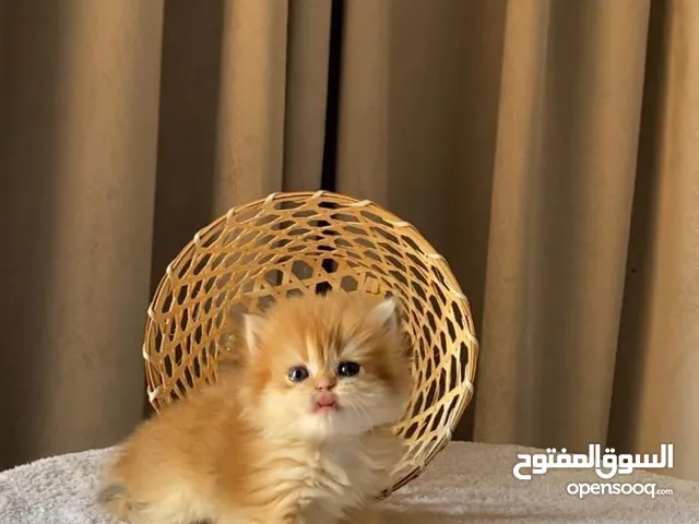 برتش لونق هير
