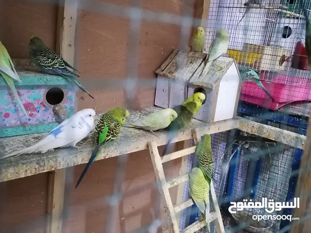 ببغاء. طيور حب للبيع. فقط ذكور.. سعر الواحد ب6 الاف.. نظيفات وصحة فول والوانهن حلو