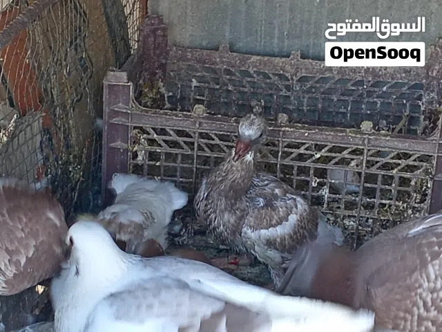 طيور زواجل للبيع هنه وافراخهن وجواهن بيض