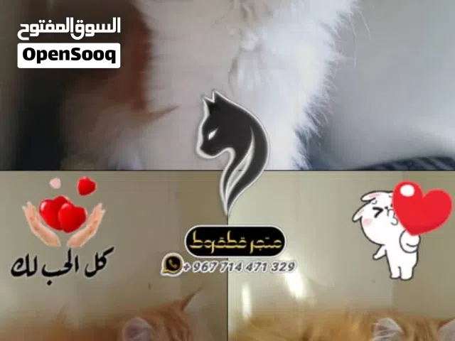 شيرازي مهجن مع هملايا