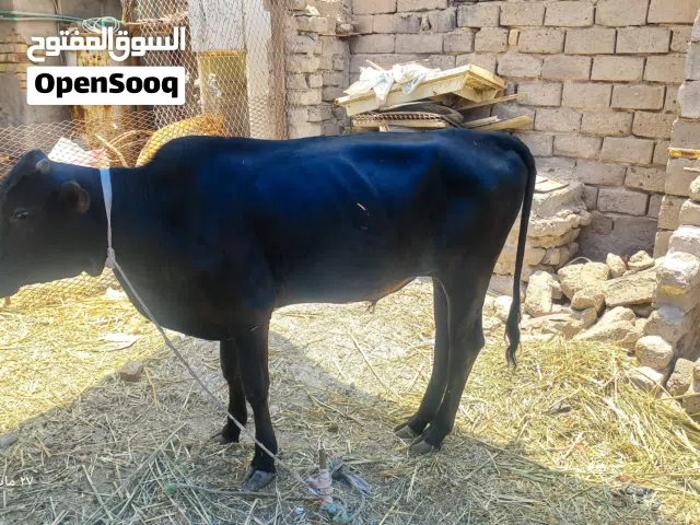 عجوله البيع