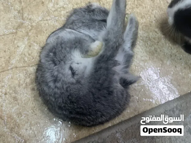 للبيع ارانب أليفين جدا