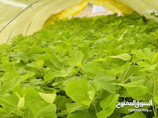 البيع الشجار