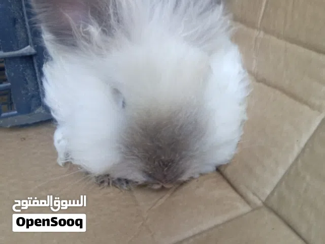 ارانب أنجورا راس الأسد 11 أرنب ماخذين جميع المطاعيم بسعر حرق بسعر حرق