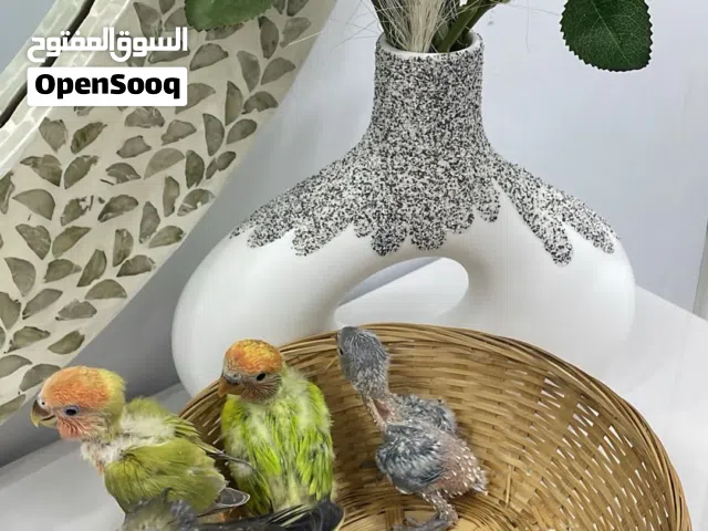 متوفر مجموعة طيور شوف الوصف