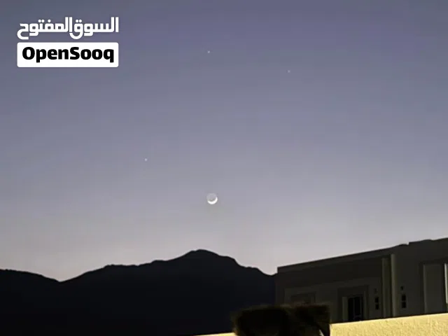 كلب جيرمن شيبرد بلاك بيور للبيع