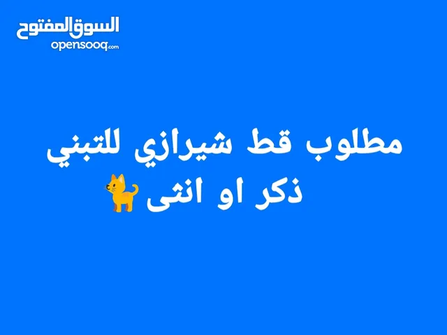 قط للتبني شيرازي