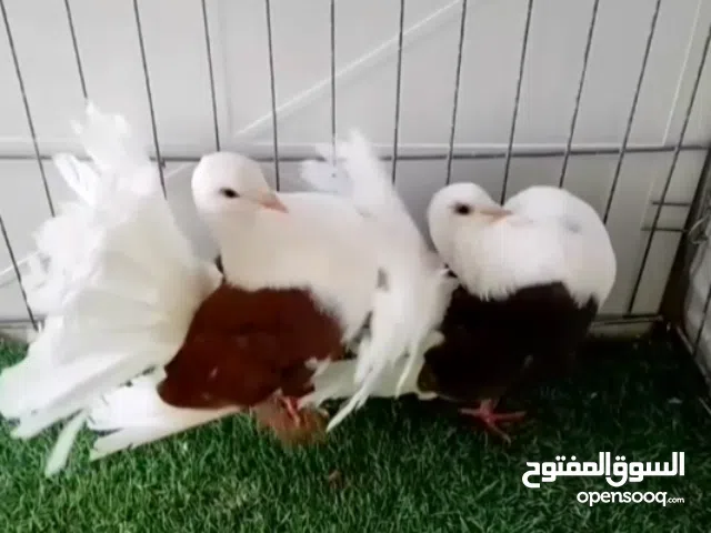 هنداوي تونسي