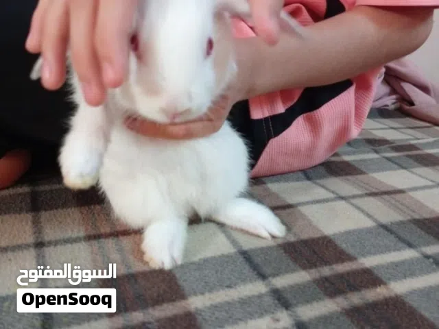 أرانب صغيرة