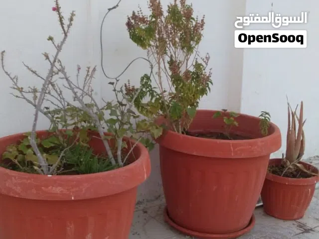 زرع للبيع 5 شتلات