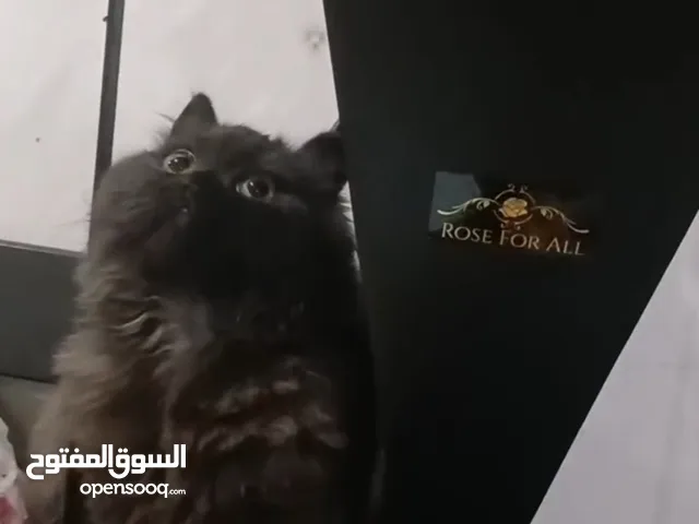 قطط للتبني في الكويت