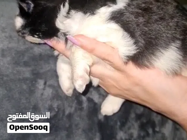 ميني جريفوا