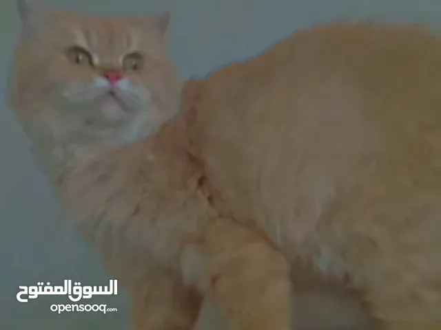 السلام عليكم قطه انثى منتجه للبيع او مراوس السعر واي استفسار خاص