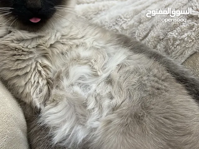 قط هيمالايا منزلي أليف.