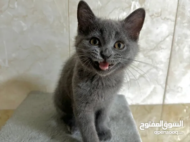 أنثى برتش شورت هير