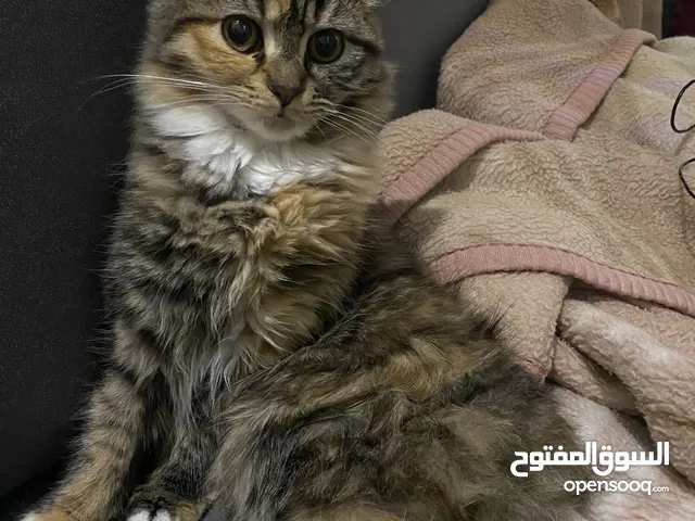 قطة للتبني  Kitten for Adoption